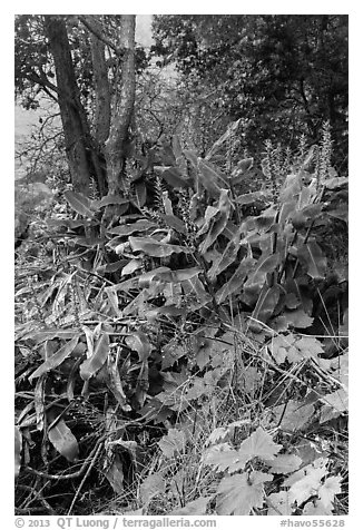 Kahil Ginger plants on rim of Kilauea Iki crater. Hawaii Volcanoes National Park, Hawaii, USA.