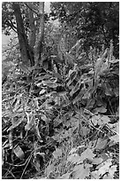 Kahil Ginger plants on rim of Kilauea Iki crater. Hawaii Volcanoes National Park, Hawaii, USA. (black and white)