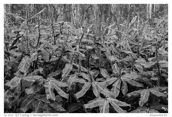 Kahil Ginger flowers and koa trees. Hawaii Volcanoes National Park, Hawaii, USA.