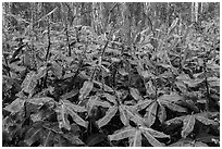 Kahil Ginger flowers and koa trees. Hawaii Volcanoes National Park, Hawaii, USA. (black and white)