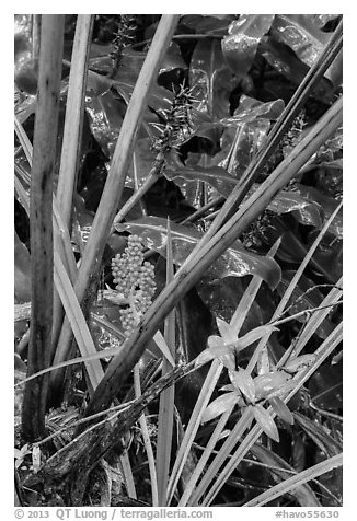 Painiu lily. Hawaii Volcanoes National Park (black and white)