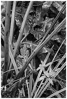 Painiu lily. Hawaii Volcanoes National Park, Hawaii, USA. (black and white)