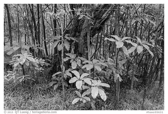 Kolea plants and Ohia tree, Kīpukapuaulu. Hawaii Volcanoes National Park (black and white)