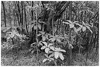 Kolea plants and Ohia tree, Kīpukapuaulu. Hawaii Volcanoes National Park, Hawaii, USA. (black and white)