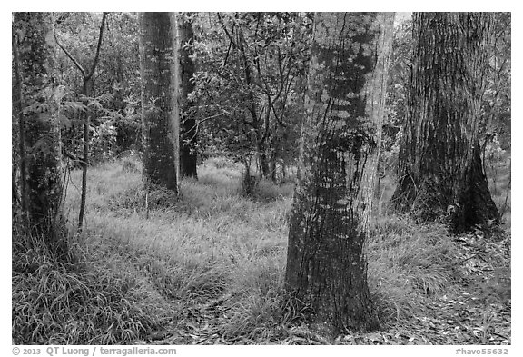 Old-growth forest of koa on kipuka. Hawaii Volcanoes National Park (black and white)