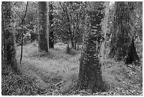 Old-growth forest of koa on kipuka. Hawaii Volcanoes National Park, Hawaii, USA. (black and white)