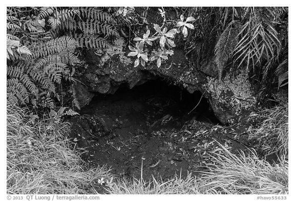 Entrance of lava tube, Kipuka Puaulu. Hawaii Volcanoes National Park, Hawaii, USA.