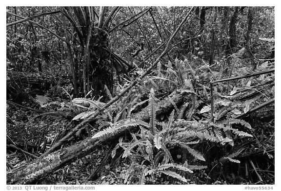 Upland mesic forest oasis, Kīpukapuaulu. Hawaii Volcanoes National Park (black and white)