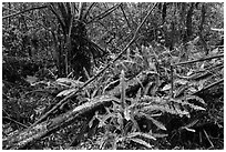 Upland mesic forest oasis, Kīpukapuaulu. Hawaii Volcanoes National Park, Hawaii, USA. (black and white)