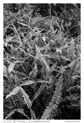 Ferns, Kīpukapuaulu. Hawaii Volcanoes National Park, Hawaii, USA.