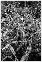 Ferns, Kīpukapuaulu. Hawaii Volcanoes National Park ( black and white)