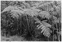 Giant ferns in Kipuka Puaulu old growth forest. Hawaii Volcanoes National Park, Hawaii, USA. (black and white)