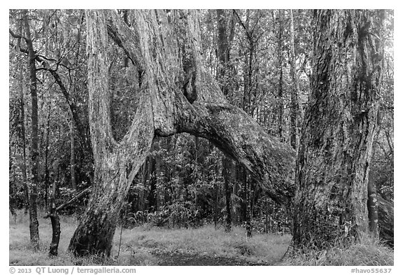 Ohia tree arch, Kīpukapuaulu. Hawaii Volcanoes National Park (black and white)