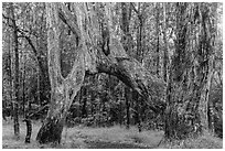 Ohia tree arch, Kīpukapuaulu. Hawaii Volcanoes National Park ( black and white)