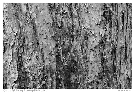 Bark detail, old-growth koa tree, Kīpukapuaulu. Hawaii Volcanoes National Park (black and white)