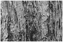 Bark detail, old-growth koa tree, Kīpukapuaulu. Hawaii Volcanoes National Park, Hawaii, USA. (black and white)