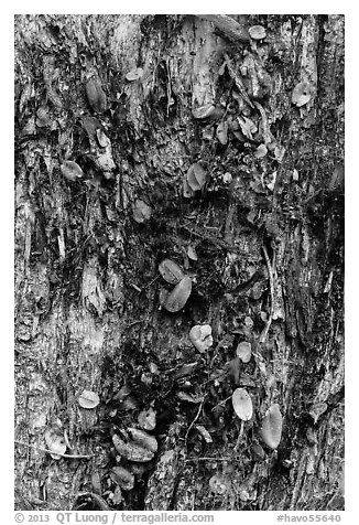 Tree trunk bark and fallen leaves, Kīpukapuaulu. Hawaii Volcanoes National Park, Hawaii, USA.