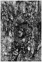 Tree trunk bark and fallen leaves, Kīpukapuaulu. Hawaii Volcanoes National Park ( black and white)