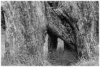 Base of Ohia tree with multiple trunks. Hawaii Volcanoes National Park, Hawaii, USA. (black and white)