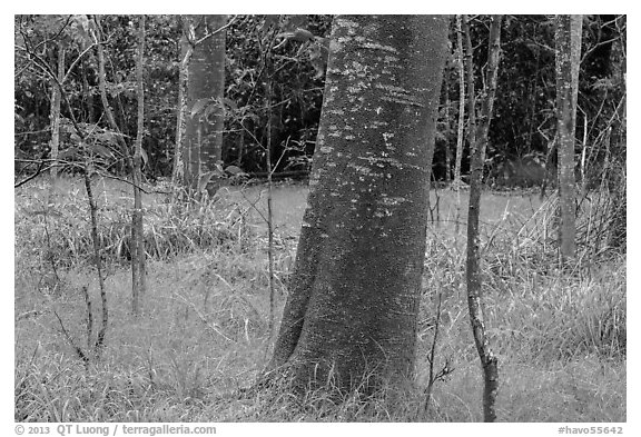 Koa trees with orange algea, Kīpukapuaulu. Hawaii Volcanoes National Park (black and white)