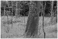 Koa trees with orange algea, Kīpukapuaulu. Hawaii Volcanoes National Park ( black and white)