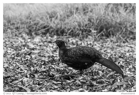 Pheasant, Kīpukapuaulu. Hawaii Volcanoes National Park (black and white)