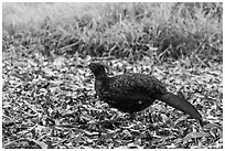 Pheasant, Kīpukapuaulu. Hawaii Volcanoes National Park ( black and white)