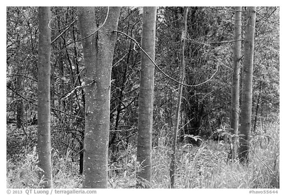 Koa tree tranks colored orange by algea, Kīpukapuaulu. Hawaii Volcanoes National Park (black and white)