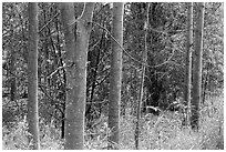 Koa tree tranks colored orange by algea, Kīpukapuaulu. Hawaii Volcanoes National Park, Hawaii, USA. (black and white)