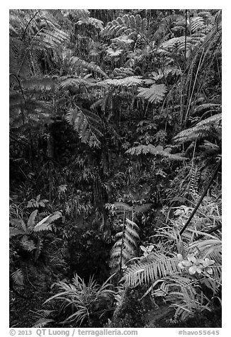 Ferns above lava skylight. Hawaii Volcanoes National Park, Hawaii, USA.