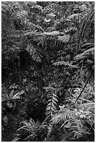 Ferns above lava skylight. Hawaii Volcanoes National Park, Hawaii, USA. (black and white)