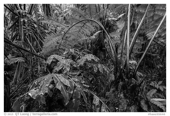 Giant tree ferns glistering with rainwater. Hawaii Volcanoes National Park, Hawaii, USA.