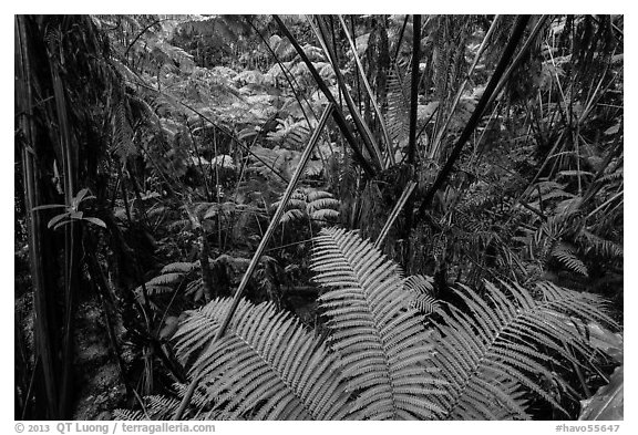 Ferns in lush rainforest. Hawaii Volcanoes National Park (black and white)