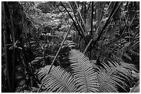 Ferns in lush rainforest. Hawaii Volcanoes National Park, Hawaii, USA. (black and white)