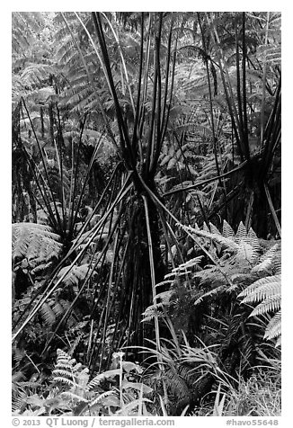 Hawaiian Tree Fern (Cibotium menziesii). Hawaii Volcanoes National Park (black and white)