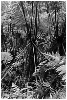 Hawaiian Tree Fern (Cibotium menziesii). Hawaii Volcanoes National Park ( black and white)
