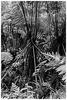 Hawaiian Tree Fern (Cibotium menziesii). Hawaii Volcanoes National Park, Hawaii, USA. (black and white)