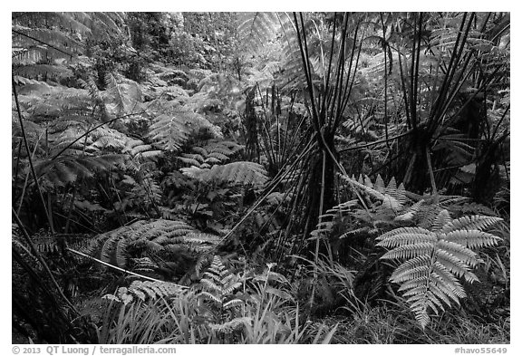 Hapuu (Cibotium menziesii). Hawaii Volcanoes National Park (black and white)