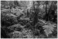 Hapuu (Cibotium menziesii). Hawaii Volcanoes National Park ( black and white)