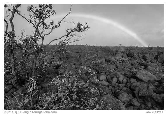 Ohelo shrub, lava field, and rainbow. Hawaii Volcanoes National Park, Hawaii, USA.