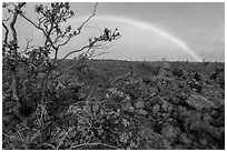 Ohelo shrub, lava field, and rainbow. Hawaii Volcanoes National Park ( black and white)