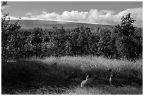 Nene birds and Mauna Loa. Hawaii Volcanoes National Park, Hawaii, USA. (black and white)