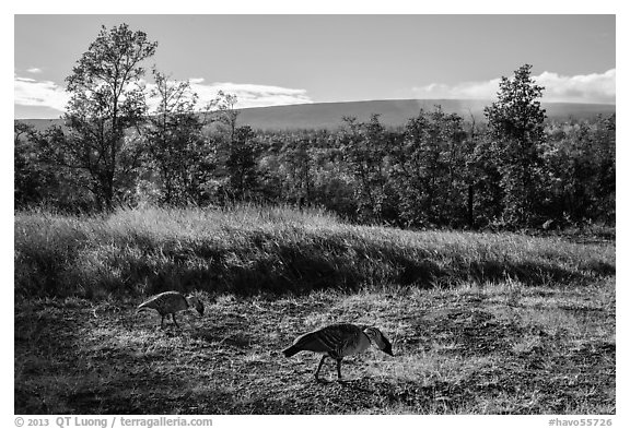 Nenes and Mauna Loa. Hawaii Volcanoes National Park (black and white)