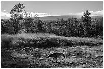 Nenes and Mauna Loa. Hawaii Volcanoes National Park ( black and white)