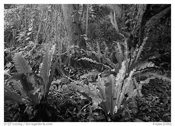 Ferns in coastal paleotropical rainforest near Saua, Tau Island. National Park of American Samoa (black and white)