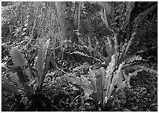 Paleotropical rainforest floor near Saua, Tau Island. National Park of American Samoa (black and white)