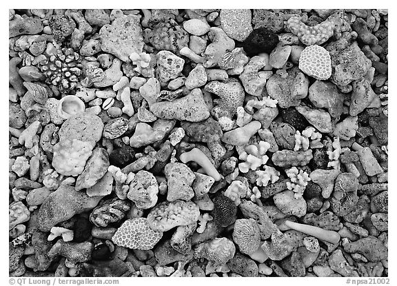 Beached coral, Tau Island. National Park of American Samoa