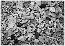 Beached coral, Tau Island. National Park of American Samoa (black and white)