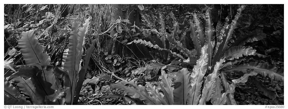 Old World tropical rainforest plants, Tau Island. National Park of American Samoa (black and white)