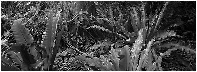 Old World tropical rainforest plants, Tau Island. National Park of American Samoa (Panoramic black and white)